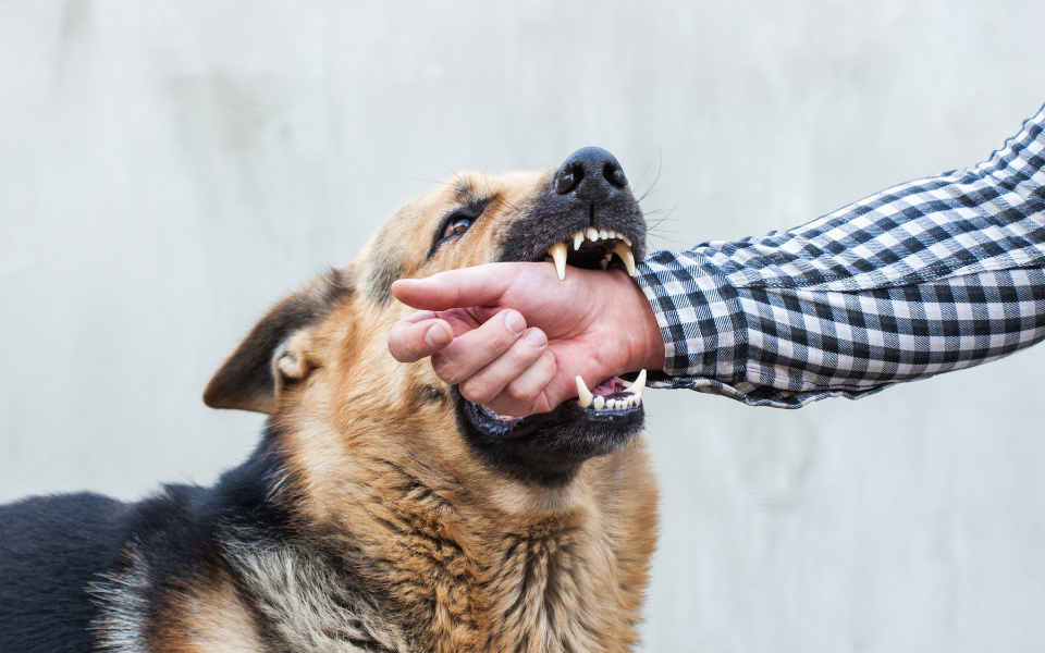 dog bite, domestic animal, liability