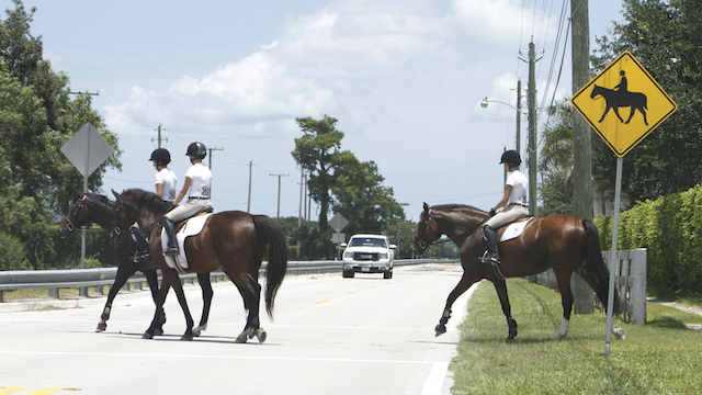 horse crossing