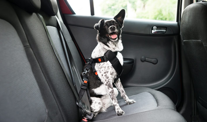 distracted driving - secure your pet