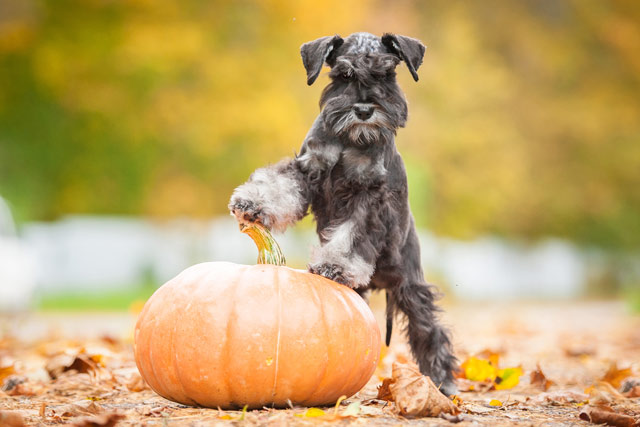 thanksgiving - dog safety